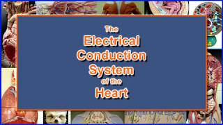 Electrical Conduction System of the Heart [upl. by Nodaj]