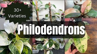 30  Philodendron Varieties with Names  Common and Rare  Plant Care Tips  Variegated Plants [upl. by Cristin]