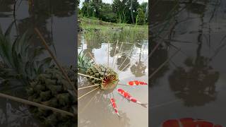 Survival Skills SIMPLE and USEFUL with Pineapple fish trap camping bushcraft outdoors [upl. by Gad]