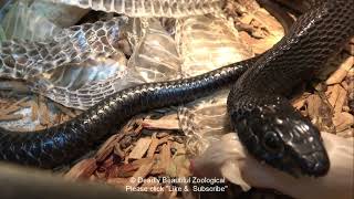 Episode 2011 Feeding Boomslang Up Close Blue amp Green Insularis [upl. by Arik]