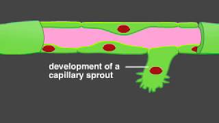 Angiogenesis [upl. by Nalad]