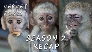 Vervet Forest Season 2 Recap  All The Babies And Everything That Happened [upl. by Elocaj]