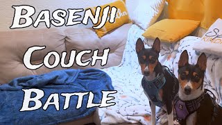 Basenjis Playing On The Couch [upl. by Ewan429]