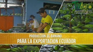 Como es la Produccion del Banano para Exportacion  TvAgro por Juan Gonzalo Angel [upl. by Olonam978]