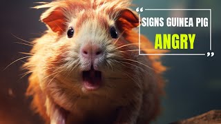 Signs Your Guinea Pig Is Angry [upl. by Demona]