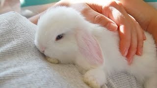 Snuggling with my Baby Bunny [upl. by Hike]