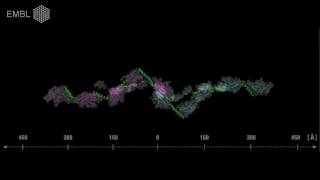 Stretching helices help keep muscles together [upl. by Valentine]