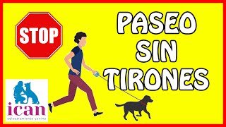 Cómo sacar a PASEAR a un PERRO que NO TIRE de la CORREA  MartGon [upl. by Aaren126]