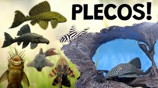 Perfect Plecos for Your Aquarium Plecostomus Are Not Just Suckers [upl. by Kingsbury]