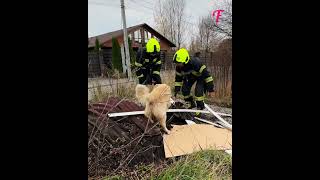 Un cane guida i vigili del fuoco a salvare dei gattini orfani shorts [upl. by Anaujahs]