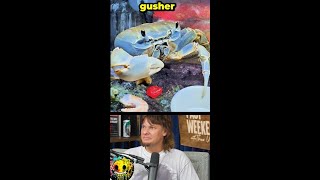 Ever see a crab eat a gusher ft Theo Von amp Jessie Murph shorts comedian [upl. by Halie]