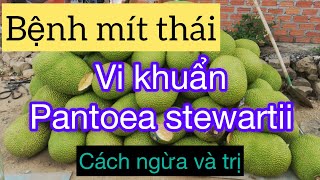 Bệnh mít thái  vi khuẩn pantoea stewartii  cách phòng ngừa và trị bệnh [upl. by Yelah166]