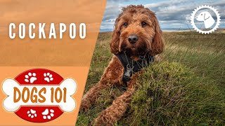 Dogs 101  COCKAPOO  Top Dog Facts about the COCKAPOO  DOG BREEDS 🐶 Brooklyns Corner [upl. by Ardnaiek]