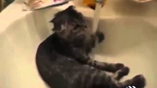 Some funny cat videos 30 sec [upl. by Divad]