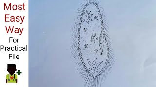 How to draw Paramecium  With description  For practical file [upl. by Rickie]