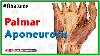 Palmar aponeurosis Animation  Attachments Functions Clinical relevance USMLE NEETPG INICET [upl. by Becka883]