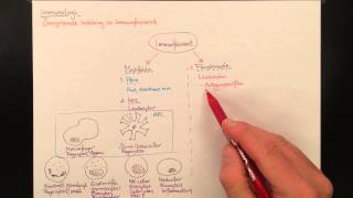 Immunologi indelning av immunförsvaret [upl. by Hui]