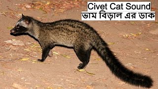 Civet Cat Sound  ভাম বিড়াল এর ডাক  Indian Palm Civet  कस्तूरी बिलाव  Bham Biral wildindiamit [upl. by Ori]