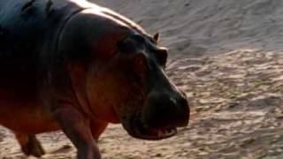 Deadly Hippos kills dozens of people every year [upl. by Gavra]