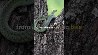 The Deadly Boomslang wildlife shorts [upl. by Kandy]