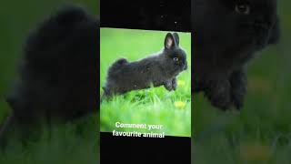 Netherland dwarf rabbit [upl. by Yelena]