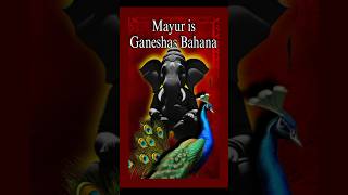 Lord Ganeshas Bahana Peacock 🦚 🫨 facts ganesh story ancienthistory mythology mystery [upl. by Ymmik]