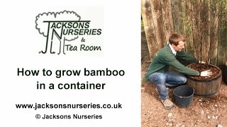 How to Grow Bamboo in Containers [upl. by Jaime37]