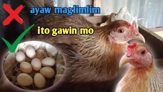 MALING GAWAIN NG BACKYARD BREEDER KAYA HINDI NAGLIMLIM ANG INAHIN [upl. by Ferdy400]