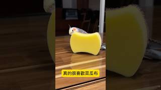 菜瓜布的魔力🤣 parrot 太平洋鸚鵡阿飽 玄鳳鸚鵡 [upl. by Ellatsirhc340]