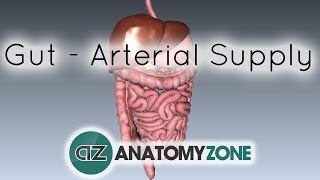 Diagnosis Anterior Cutaneous Nerve Entrapment Syndrome ACNES with Carnetts Sign  Abdominal Pain [upl. by Cindelyn]