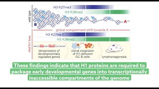 Histone H1 loss drives lymphoma by disrupting 3D chromatin architecture [upl. by Ylrebmi]