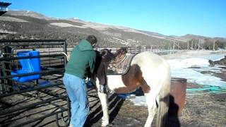 Saddling Paso Fino with Australian Stock Saddle and Tackaberry girth [upl. by Musette]