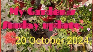 My Garden  Sunday update 20 October 2024Mysimplegarden1 [upl. by Wachter]