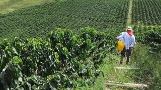 Cómo Cultivar Café para Exportación en el Cauca  TvAgro por Juan Gonzalo Angel [upl. by Grose494]