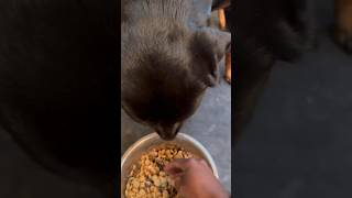 Food aggressive Rottweiler 😡 rottweiler training [upl. by Aitret950]