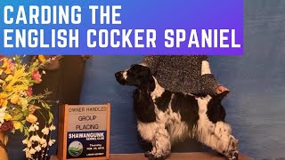 CARDING A SPORTING DOG  ENGLISH COCKER SPANIEL  DOG GROOMING [upl. by Icak]