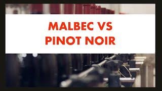 Malbec vs Pinot Noir  Quick Sip [upl. by Airpal]