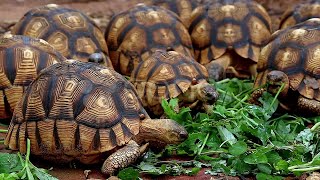 The Ploughshare Tortoise is a critically endangered species of Tortoise [upl. by Euqram]