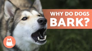 10 Reasons Why Dogs BARK 🐶 Dog BARKING Explained [upl. by Rhett313]