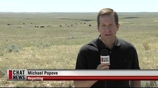 Bison Return to the Canadian Prairies [upl. by Ettenan]