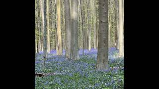 272 Forest Bathing in the Hallerbos [upl. by Laucsap390]