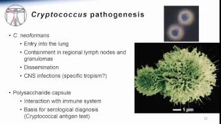 4 Cryptococcus [upl. by Etam]