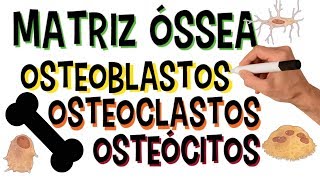 ✅ MATRIZ ÓSSEA  OSTEOBLASTOS OSTEOCLASTOS E OSTEÓCITOS  ORGÂNICOS E INORGÂNICOS [upl. by Amada90]