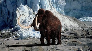 WOOLY MAMMOTH  HISTORY EXTINCTION [upl. by Ettenaej]