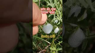 सांप का थूक गाजर घास के पौधे पर  Snake spit parthenium hysterophorus plant  kishan  shorts [upl. by Attenyl]