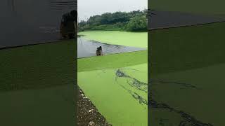 Duckweed Removing Process [upl. by Vish774]