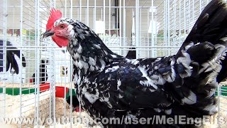 Poule et Coq Gournay  Rare French Chicken Breed  GournayenBray  Normandie [upl. by Falkner]