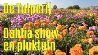 De Tulperij  Dahlia show en pluktuin 2023 part 1 [upl. by Teerpnam656]