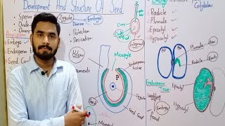 Development And Structure Of Seed Class 10 In Urdu Hindi  Hilum  Micropyle  Plumule  Radical [upl. by Rist695]