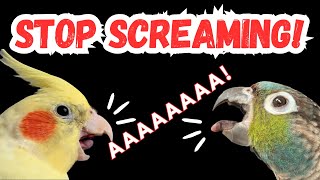 HOW TO STOP YOUR BIRD SCREAMING  reasons why parrots scream  BirdNerdSophie [upl. by Thynne]